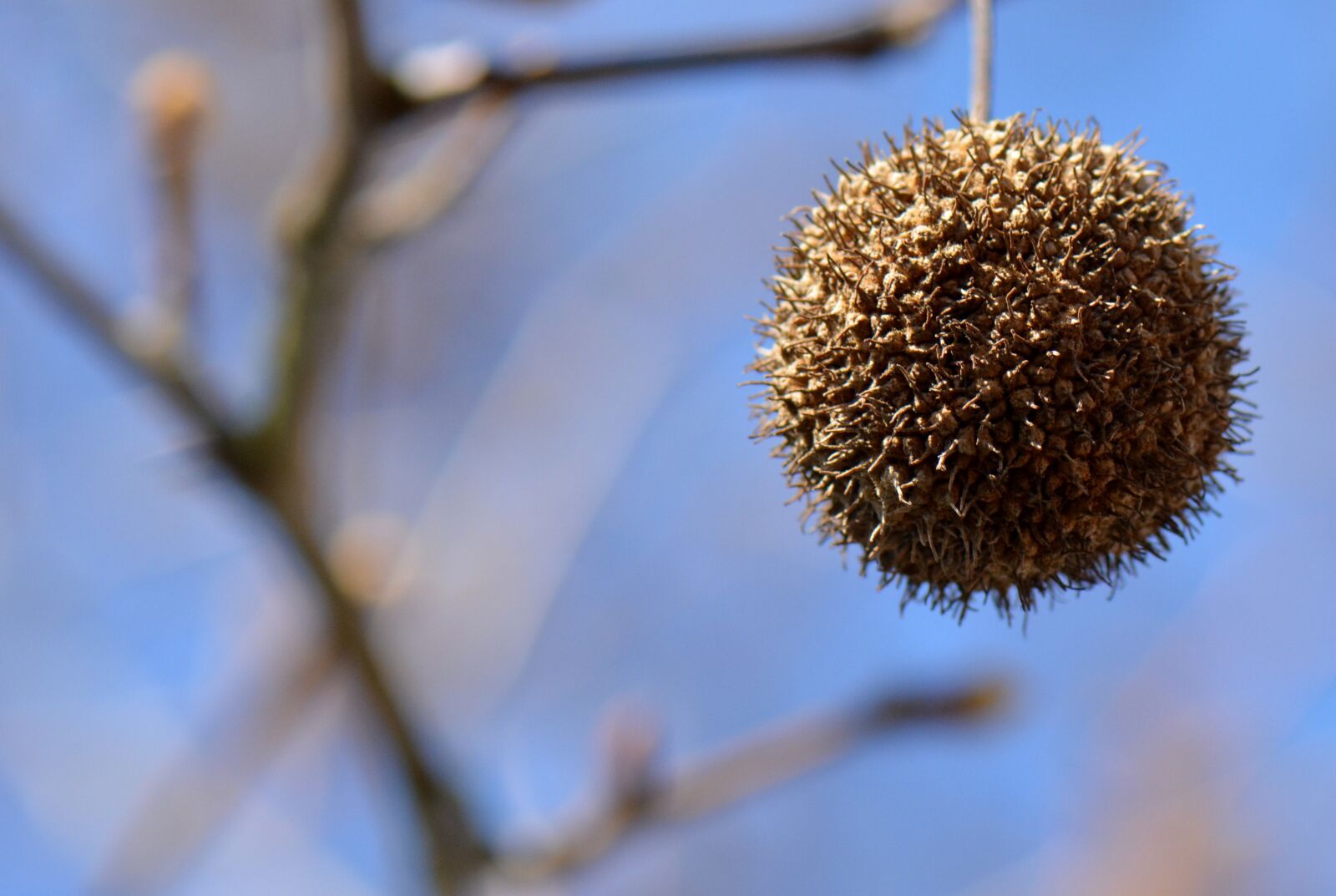 Nikon D5200 sample photo. Branches, nature, tree photography