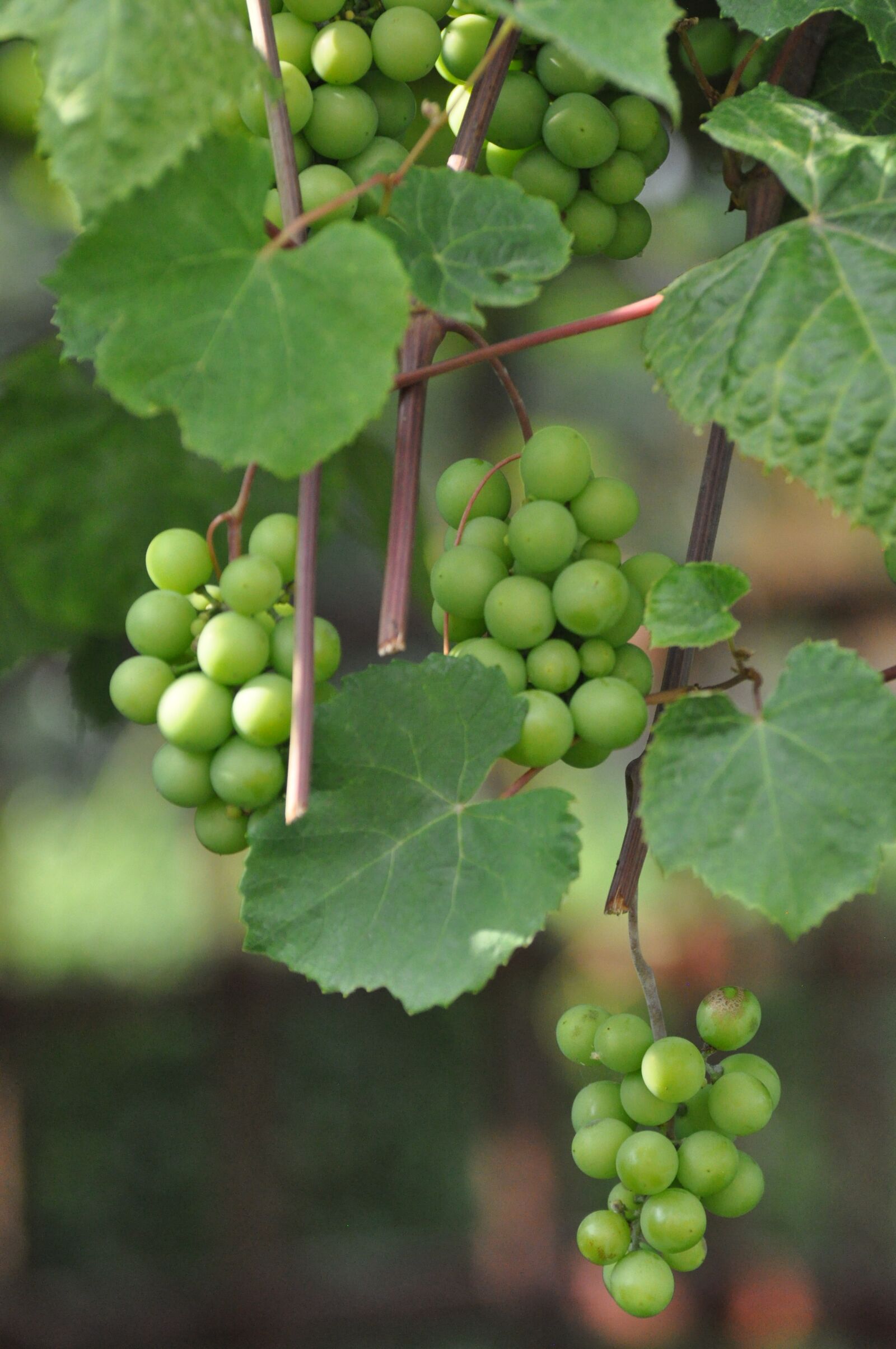 Nikon D90 sample photo. Grapes, green photography
