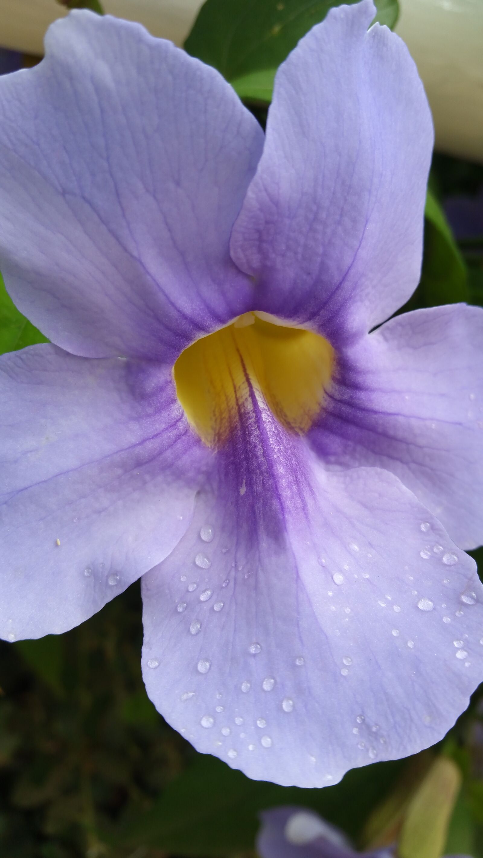 Samsung Galaxy Note4 sample photo. Flower, light purple, lavender photography