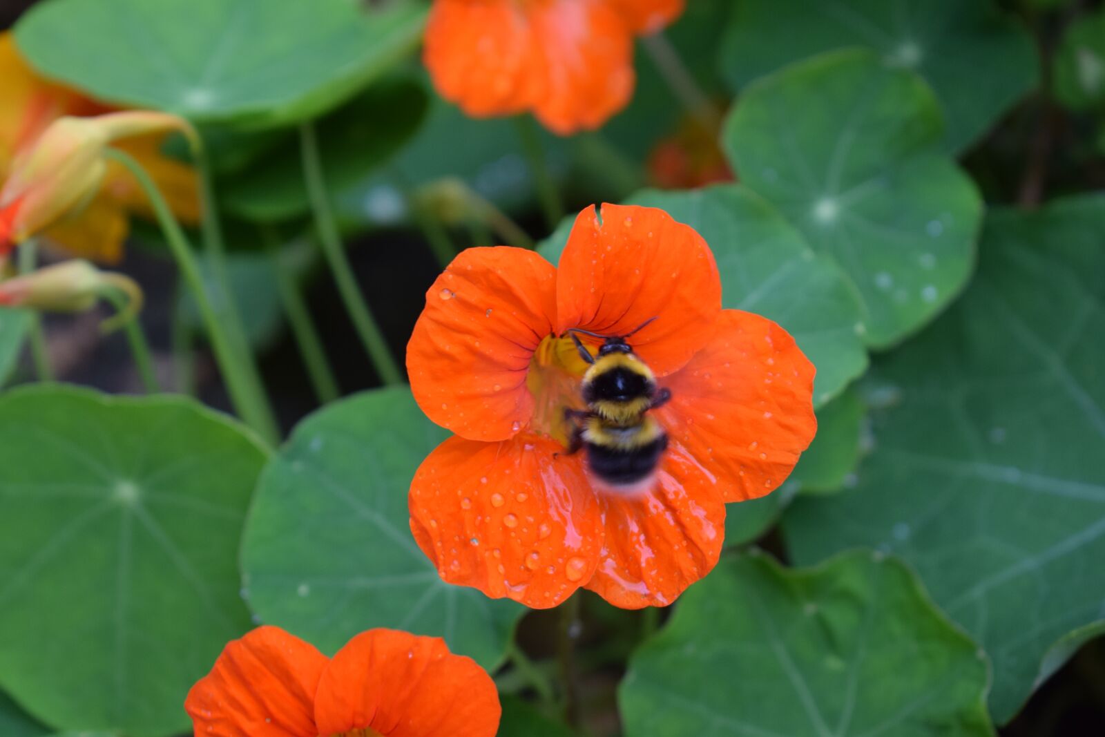 Nikon D3300 sample photo. Bee, pollination, nectar photography