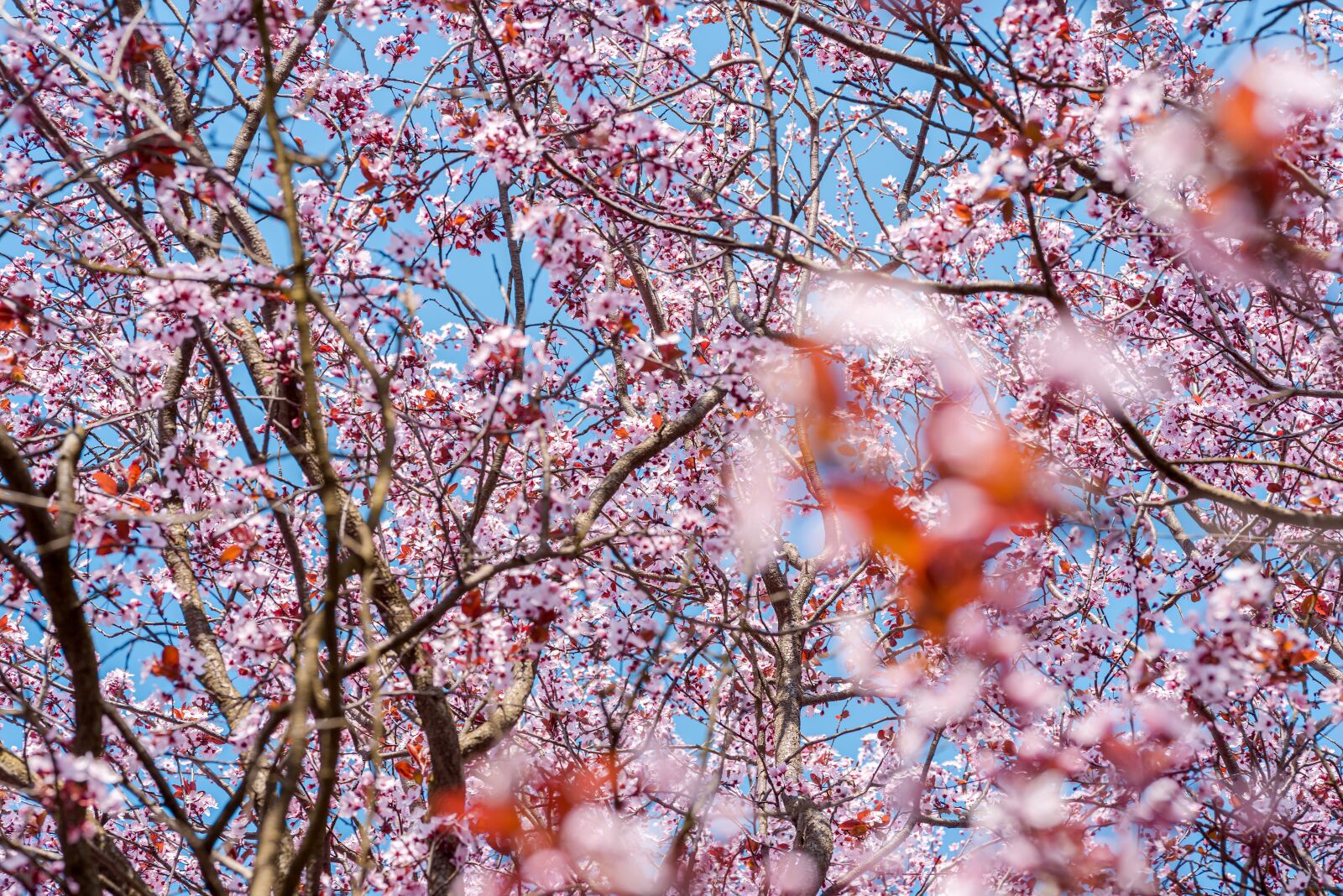 Nikon D750 sample photo. Tree, flower, spring photography
