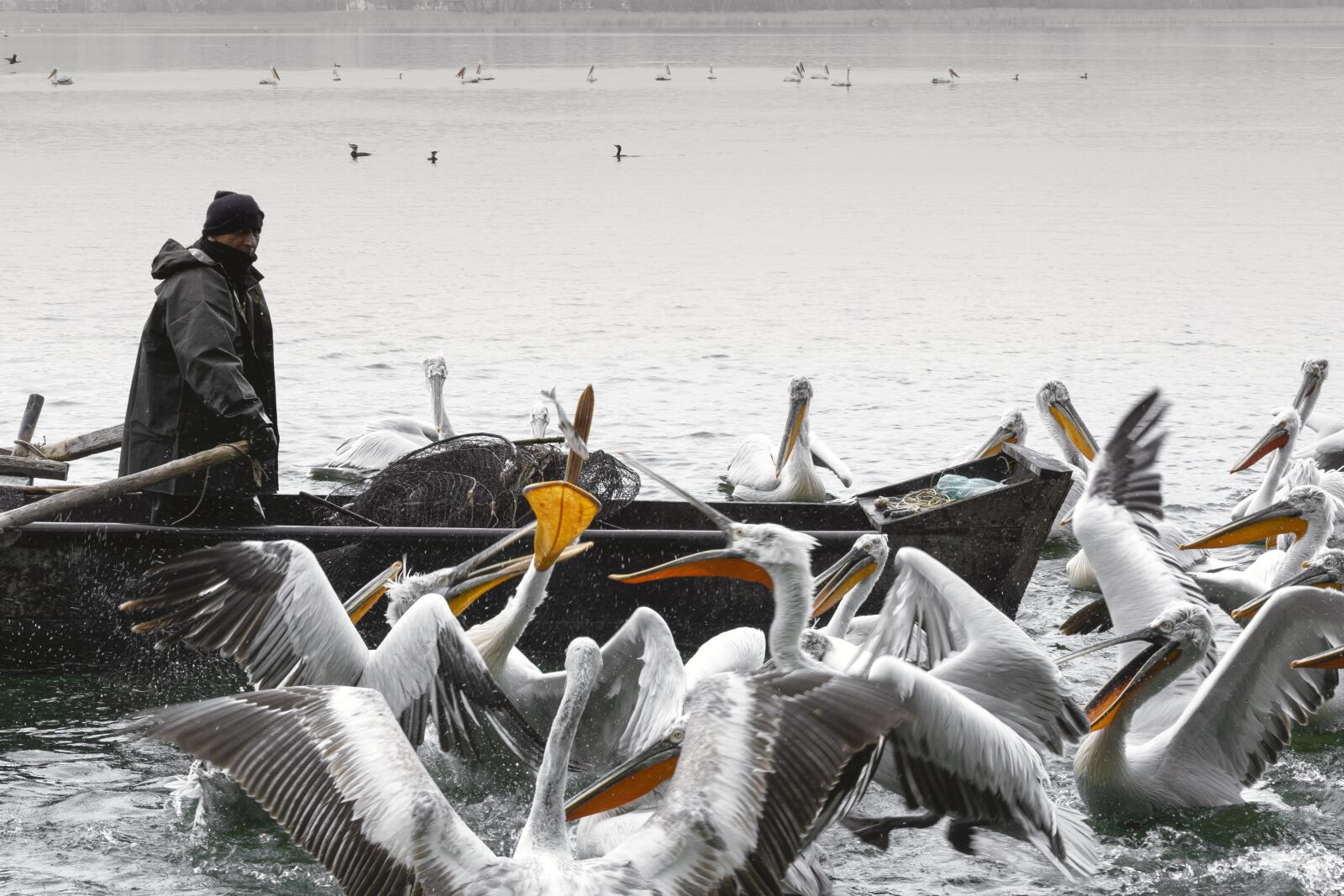 Nikon D7200 sample photo. Fisher, pelicans, pelecanus photography