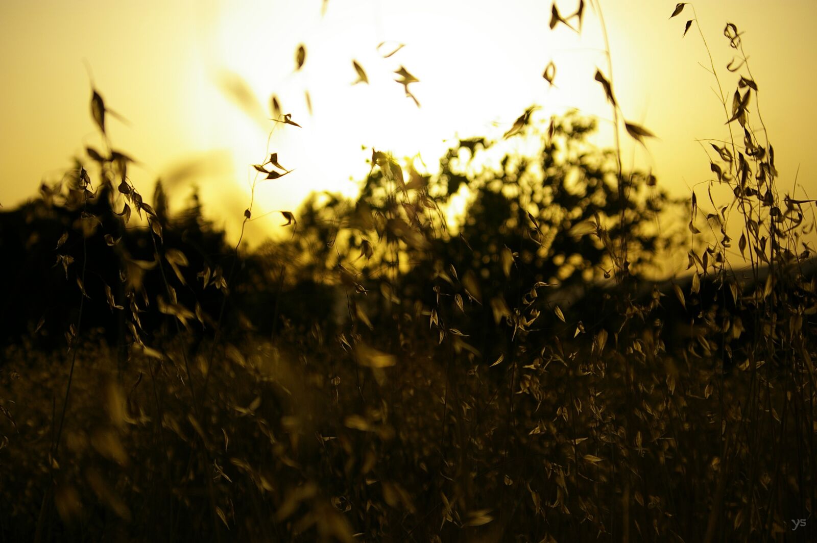 Samsung GX-1L sample photo. Sunset, sun, field photography