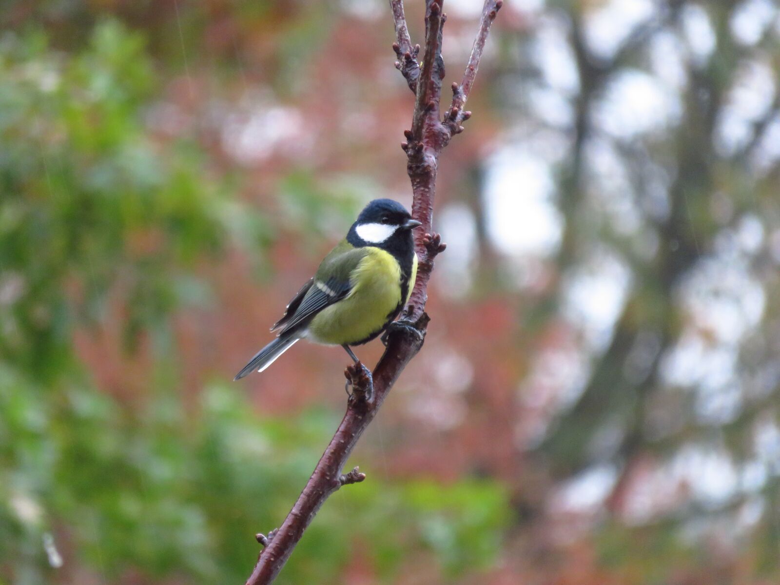 Canon PowerShot SX700 HS sample photo. Great tit, bird, nature photography