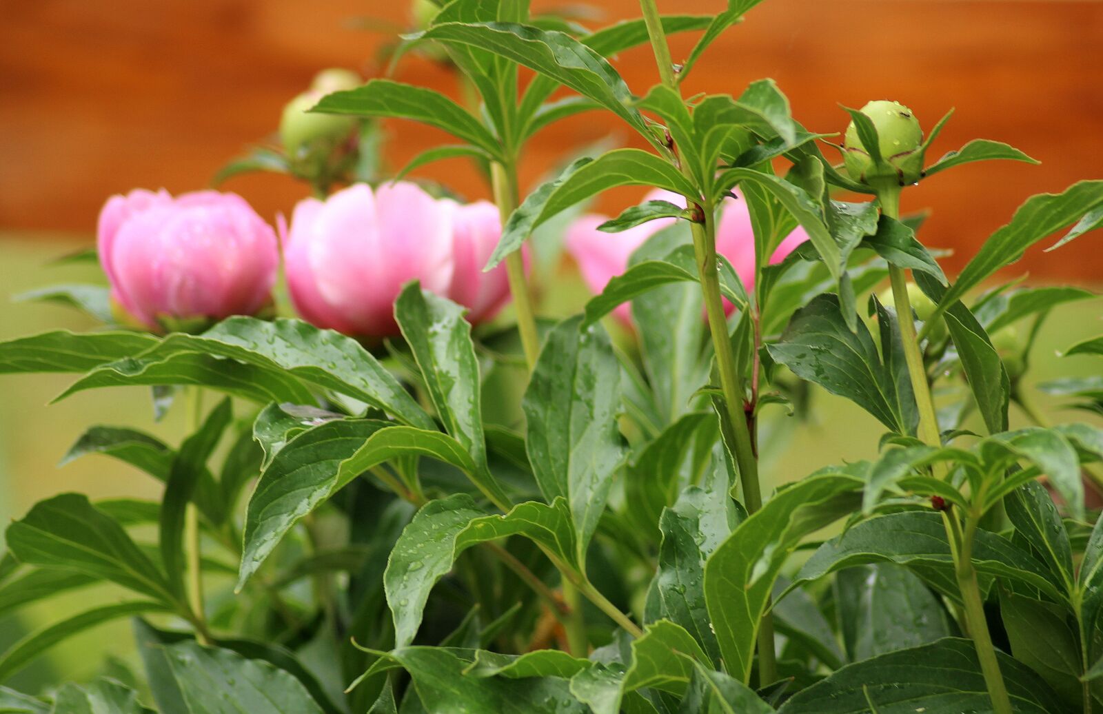 Canon EOS 1200D (EOS Rebel T5 / EOS Kiss X70 / EOS Hi) sample photo. Peonies, pink flowers, spring photography