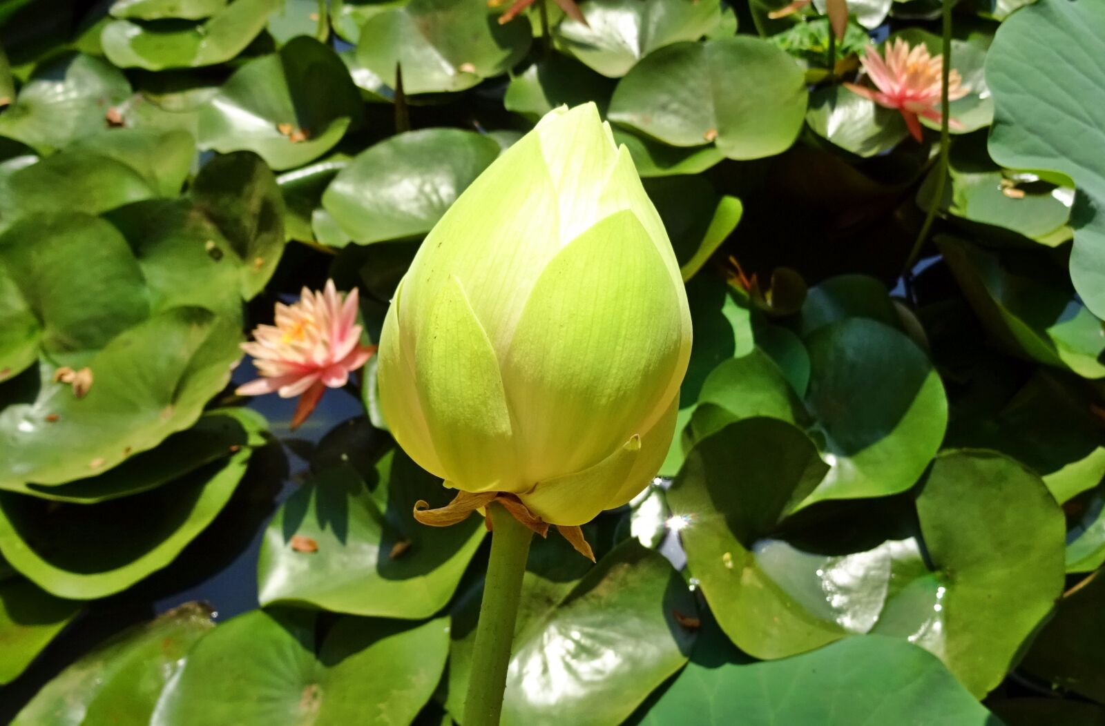 Sony DSC-HX60V sample photo. Lotus, bud, white photography