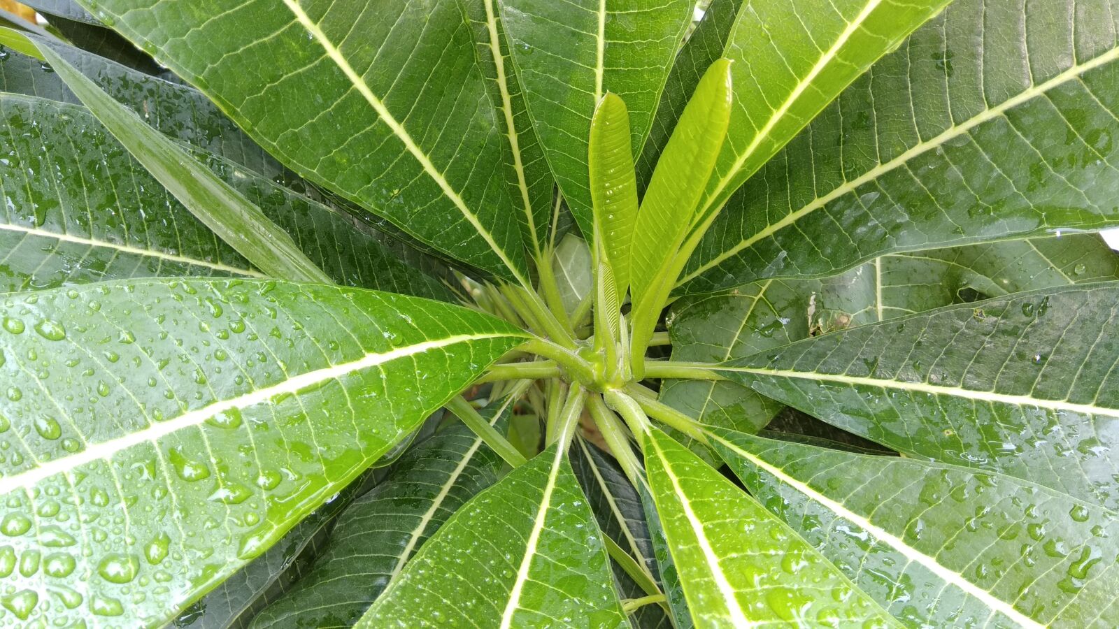 Xiaomi Redmi Note 4 sample photo. Rain, drops, leaf photography