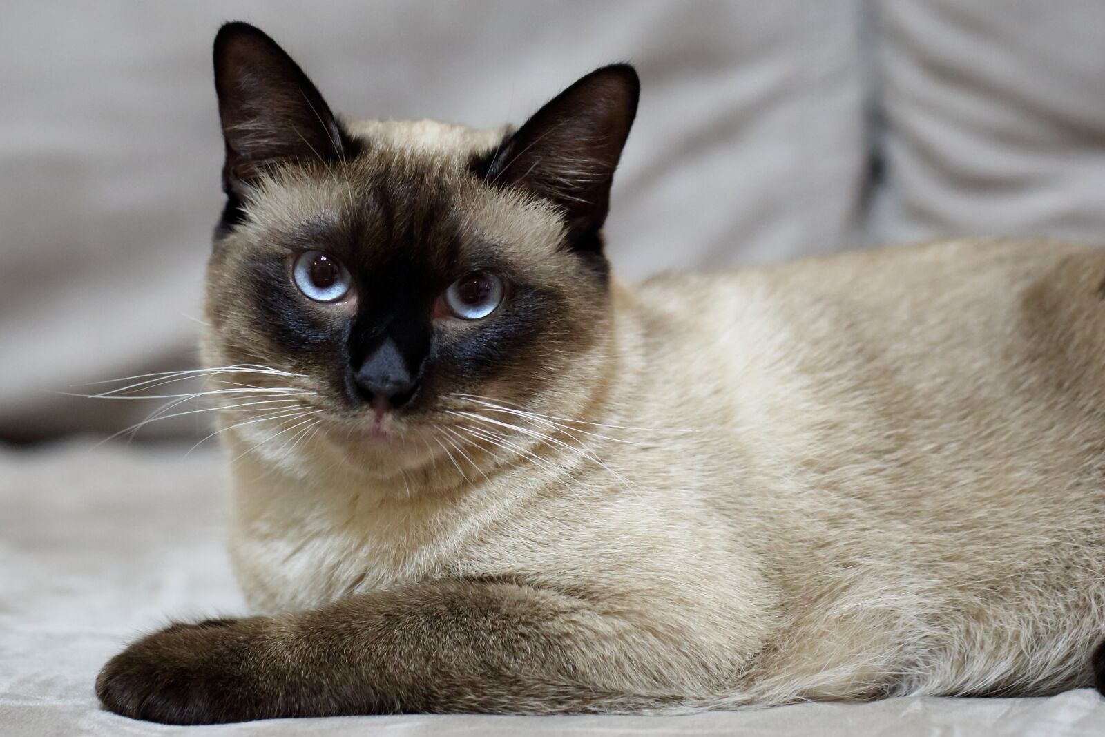 Canon EF 100mm F2.8L Macro IS USM sample photo. Cat, pets, siam photography
