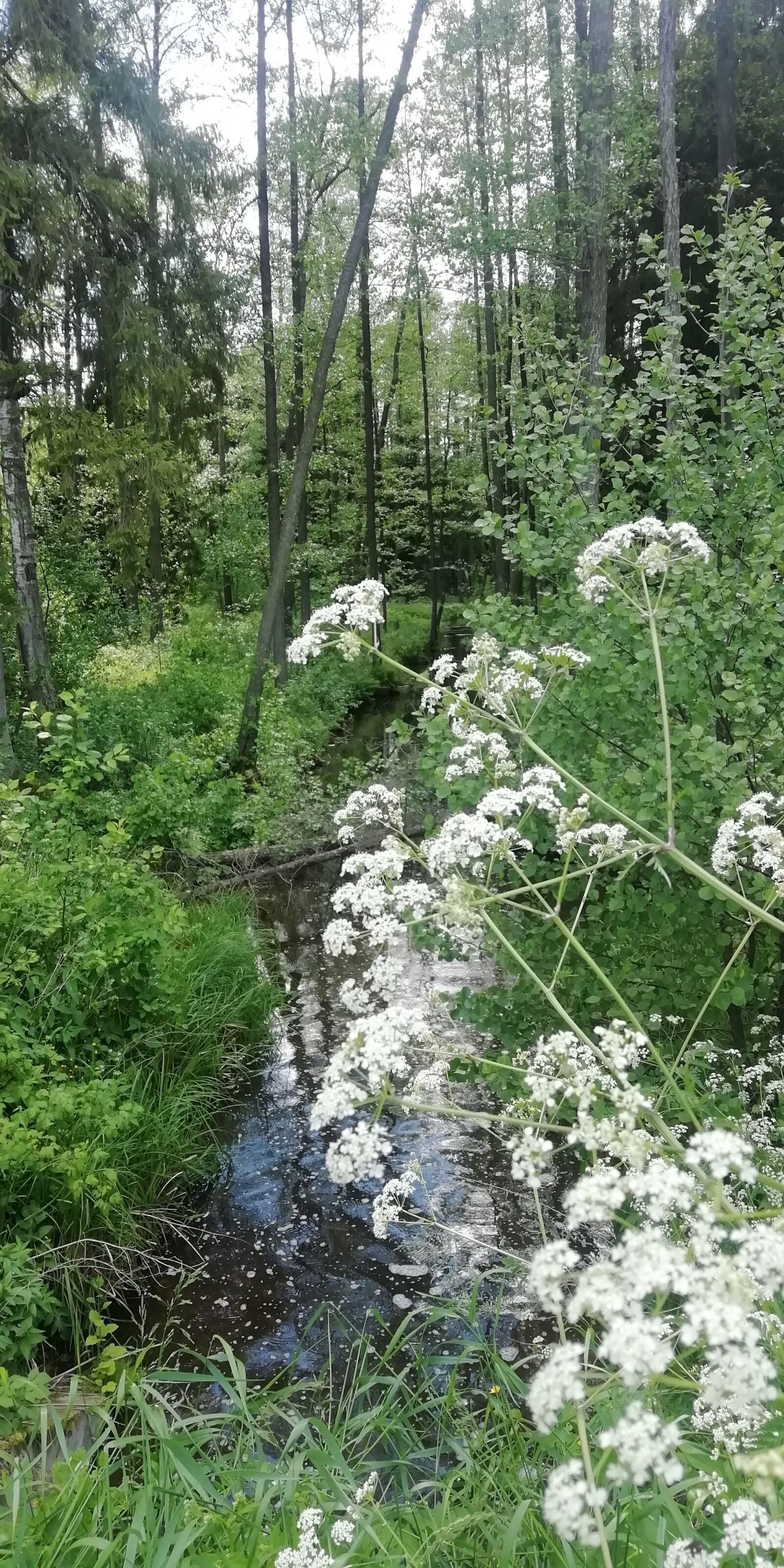 HUAWEI FIG-LX1 sample photo. Nature, forest, brook photography