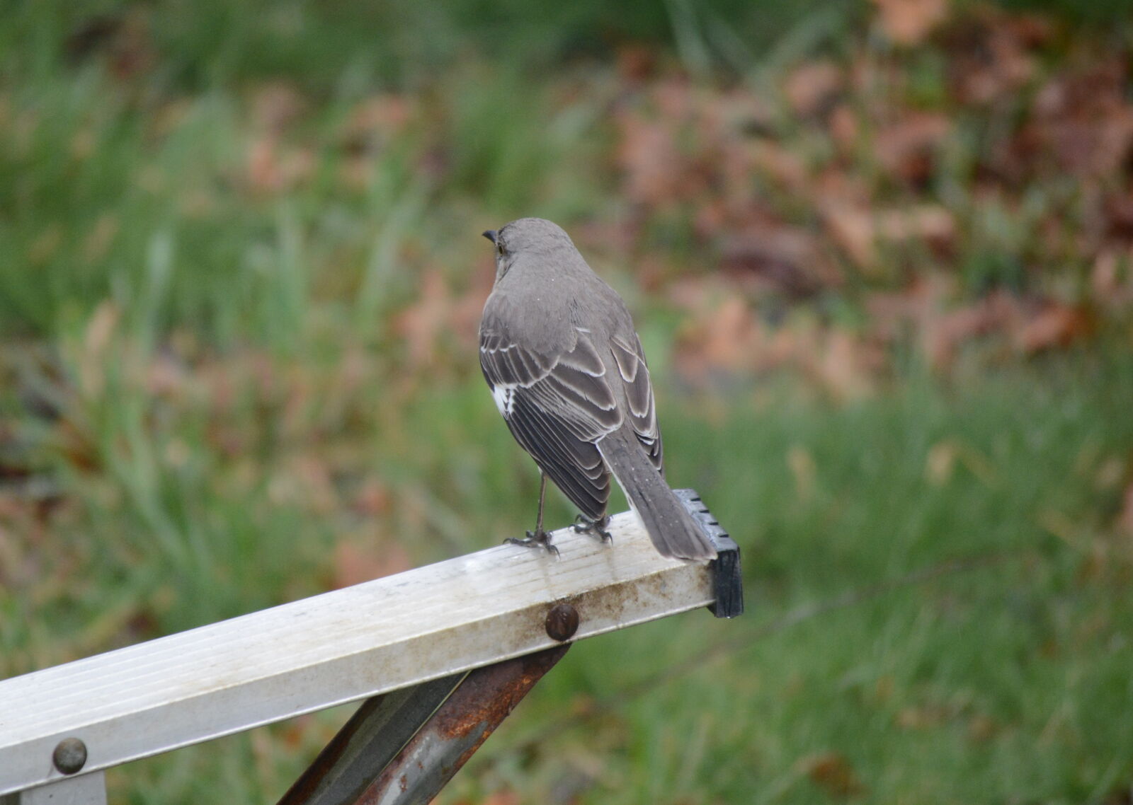 Nikon D5200 sample photo. Animal, bird, black, feathers photography