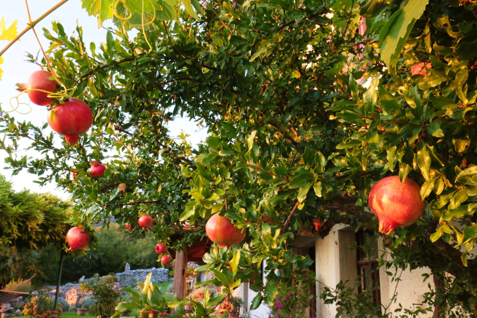 Canon EOS 6D sample photo. Garnet, pomegranate, tree photography