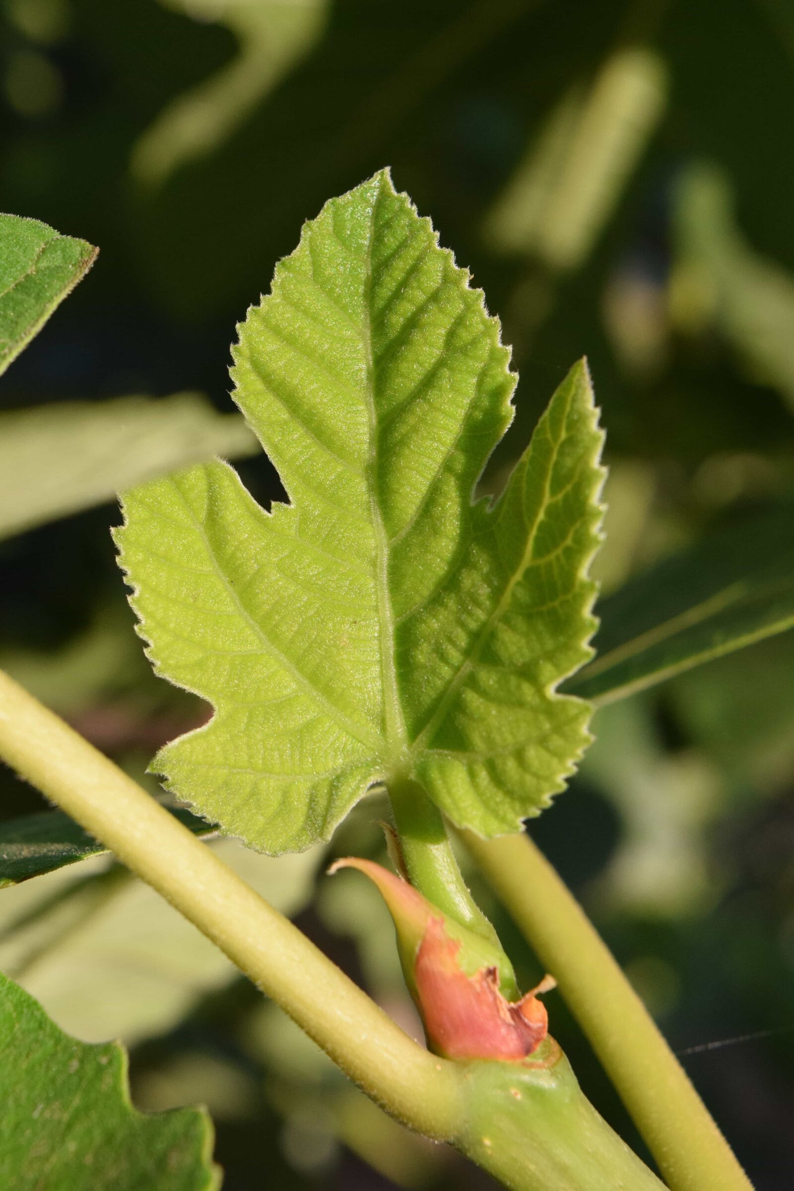 Nikon D3300 sample photo. Food, macro, nature, flora photography