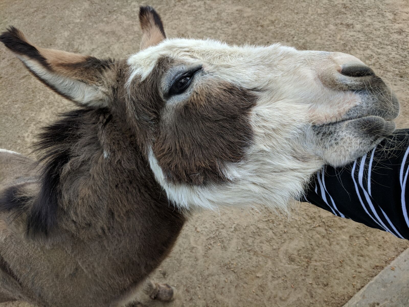 Google Pixel XL sample photo. Donkey, hooved mammal, mammal photography