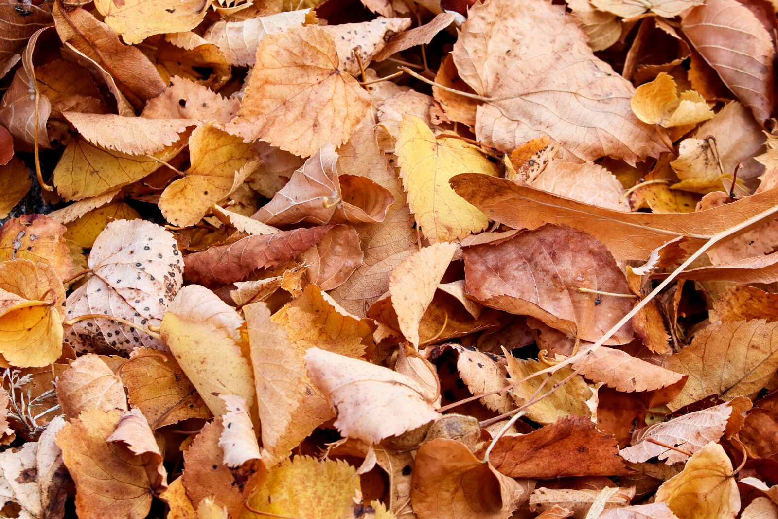 Canon EOS 200D (EOS Rebel SL2 / EOS Kiss X9) sample photo. Fall foliage, leaves, autumn photography