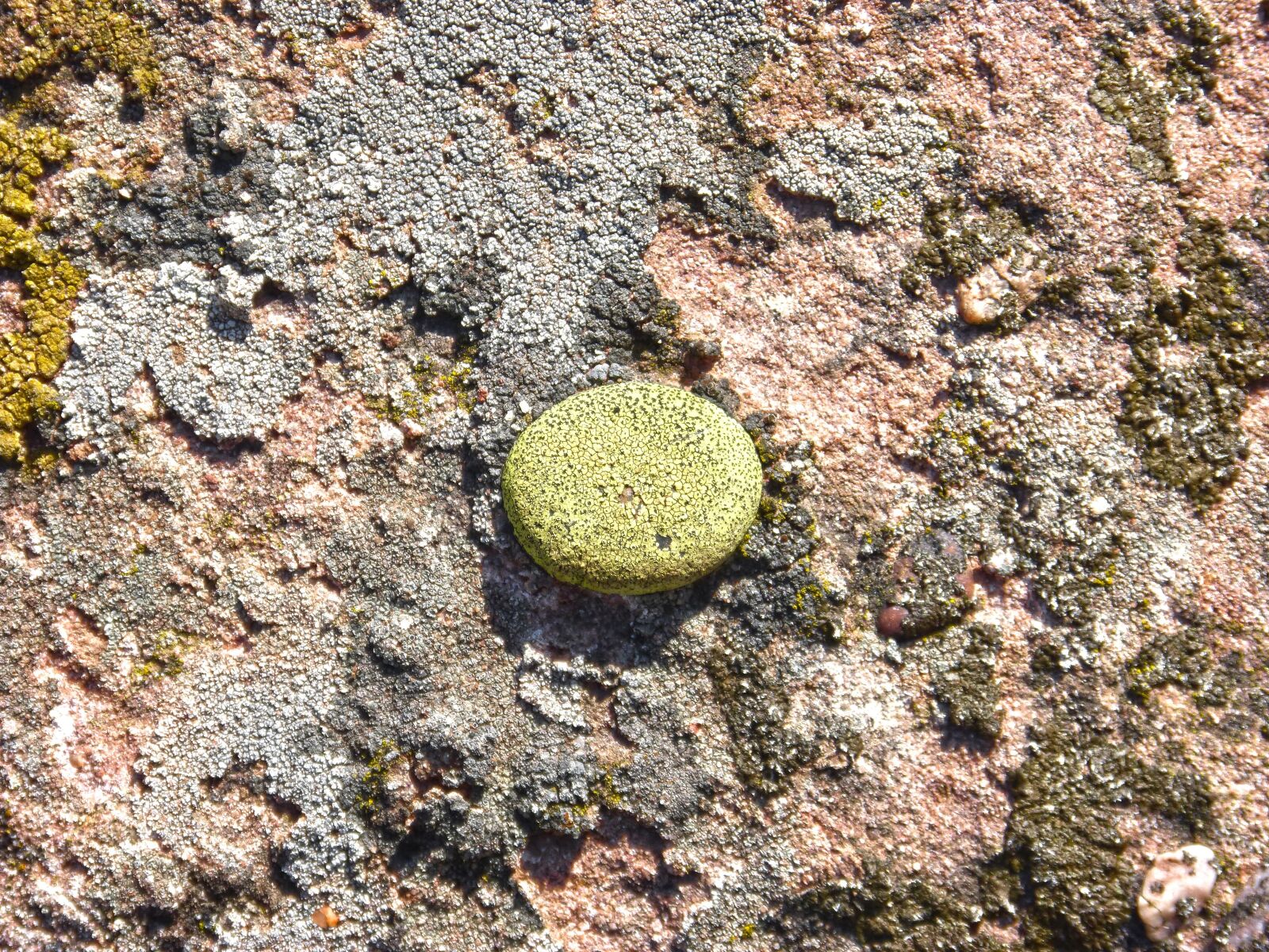 Panasonic DMC-FZ62 sample photo. Lichens, lichen, rock photography