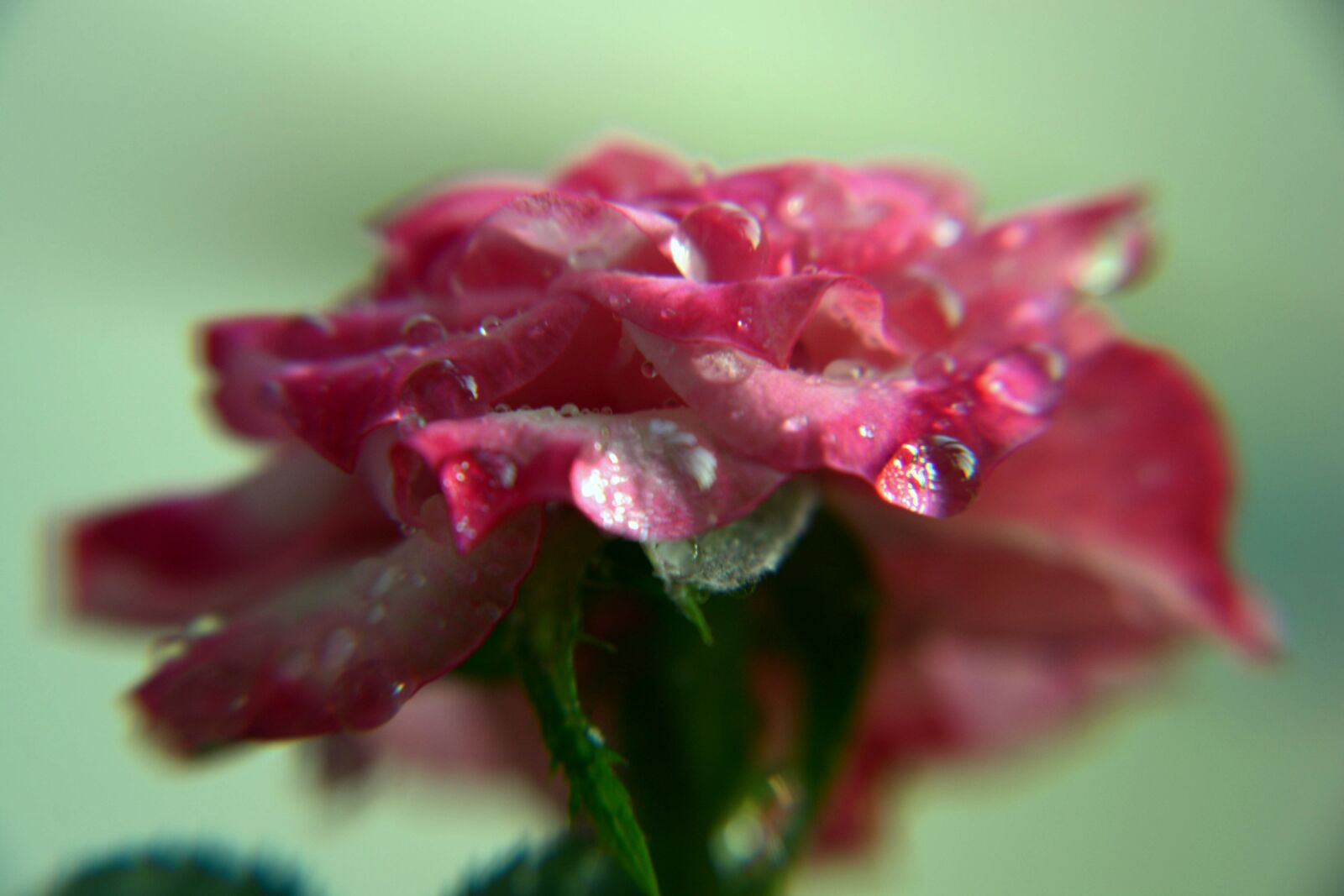 Nikon D7100 sample photo. Plant, flower, small rose photography
