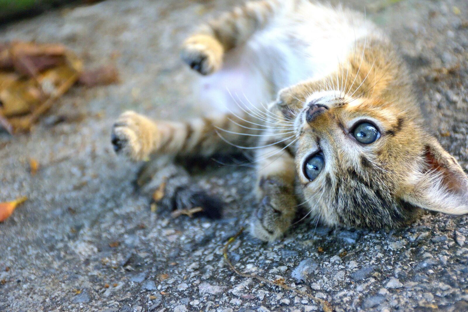 Nikon D5300 sample photo. Animal, animals, cat photography