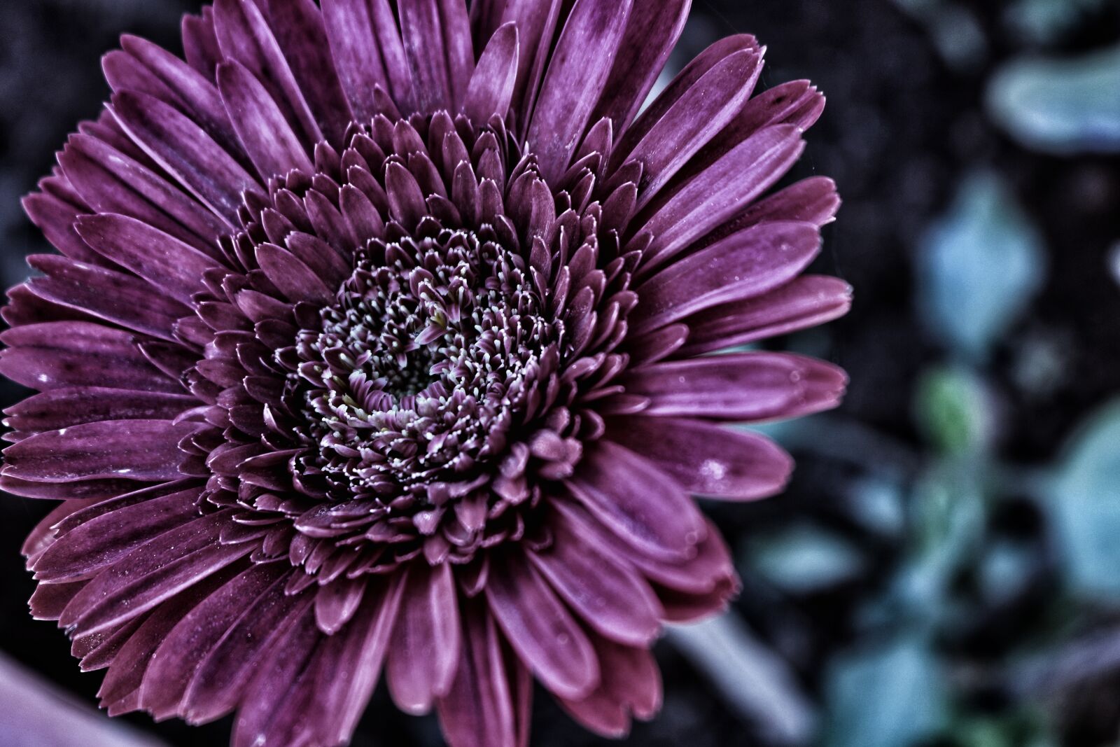 Canon EOS 750D (EOS Rebel T6i / EOS Kiss X8i) sample photo. Flower, natural, beautiful fresh photography