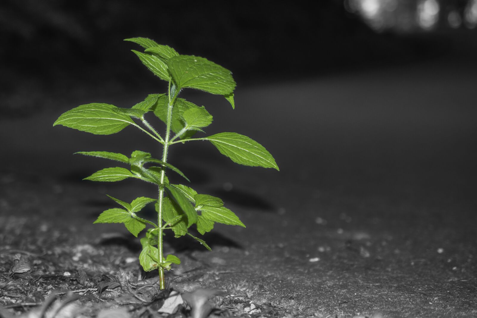 Nikon D5200 sample photo. Leaves, nature, green photography