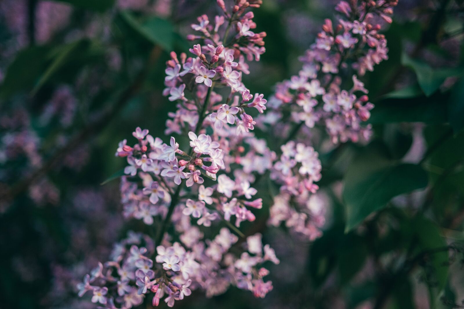 ZEISS Touit 32mm F1.8 sample photo. Lilac, flowers, green photography
