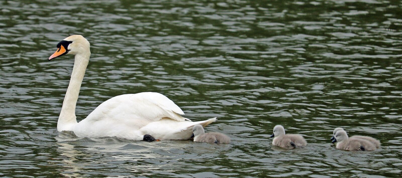 Canon EOS 750D (EOS Rebel T6i / EOS Kiss X8i) sample photo. Swan, signets, mother photography