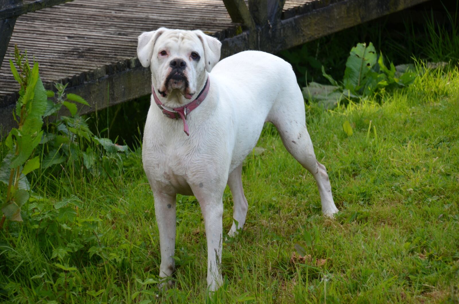 Nikon D5100 sample photo. Dog, great dane, pet photography