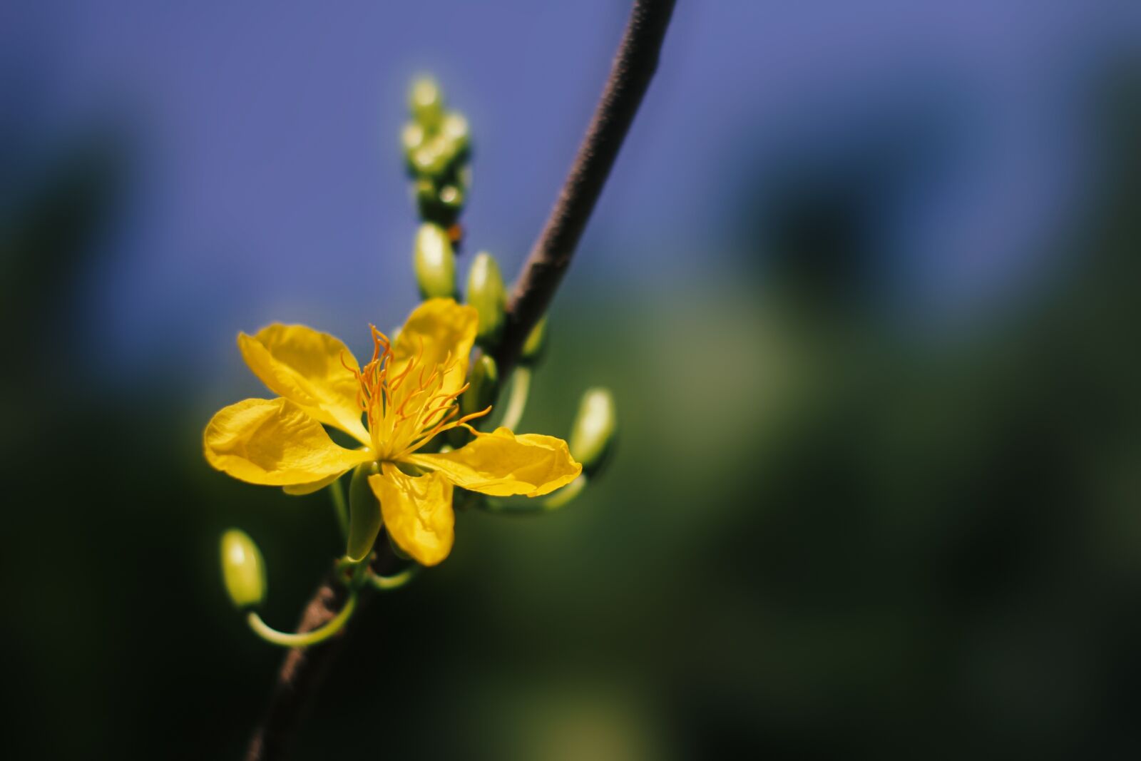 Canon EOS 60D + Canon EF 50mm F1.8 II sample photo. Apricot blossom, blossom, flowers photography