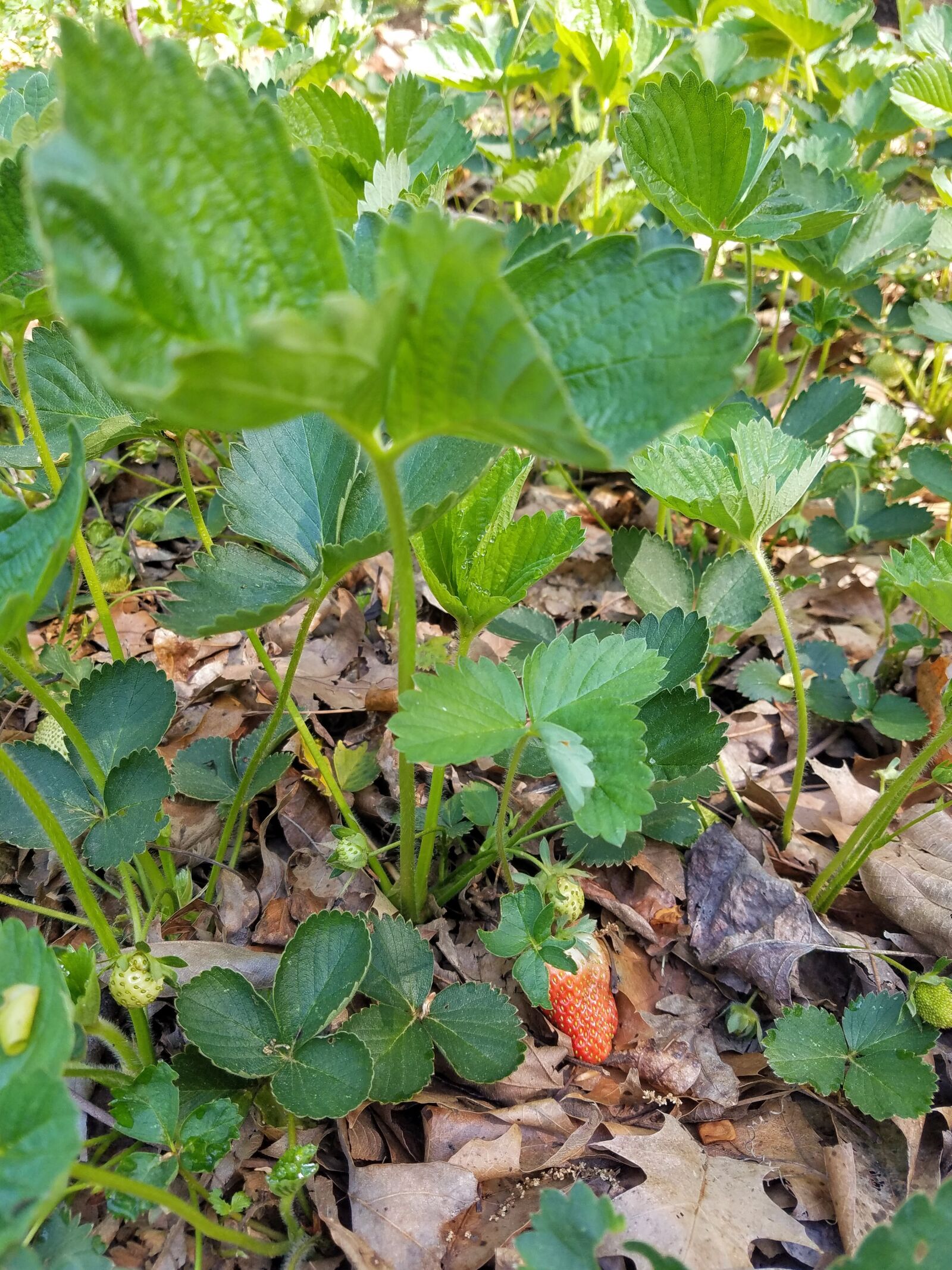 Samsung Galaxy S7 sample photo. Strawberry bushes, strawberry, fruit photography