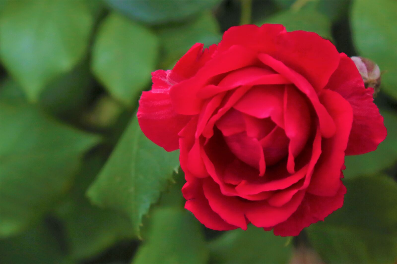 Canon EF 24-105mm F4L IS USM sample photo. Rose, red, nature photography