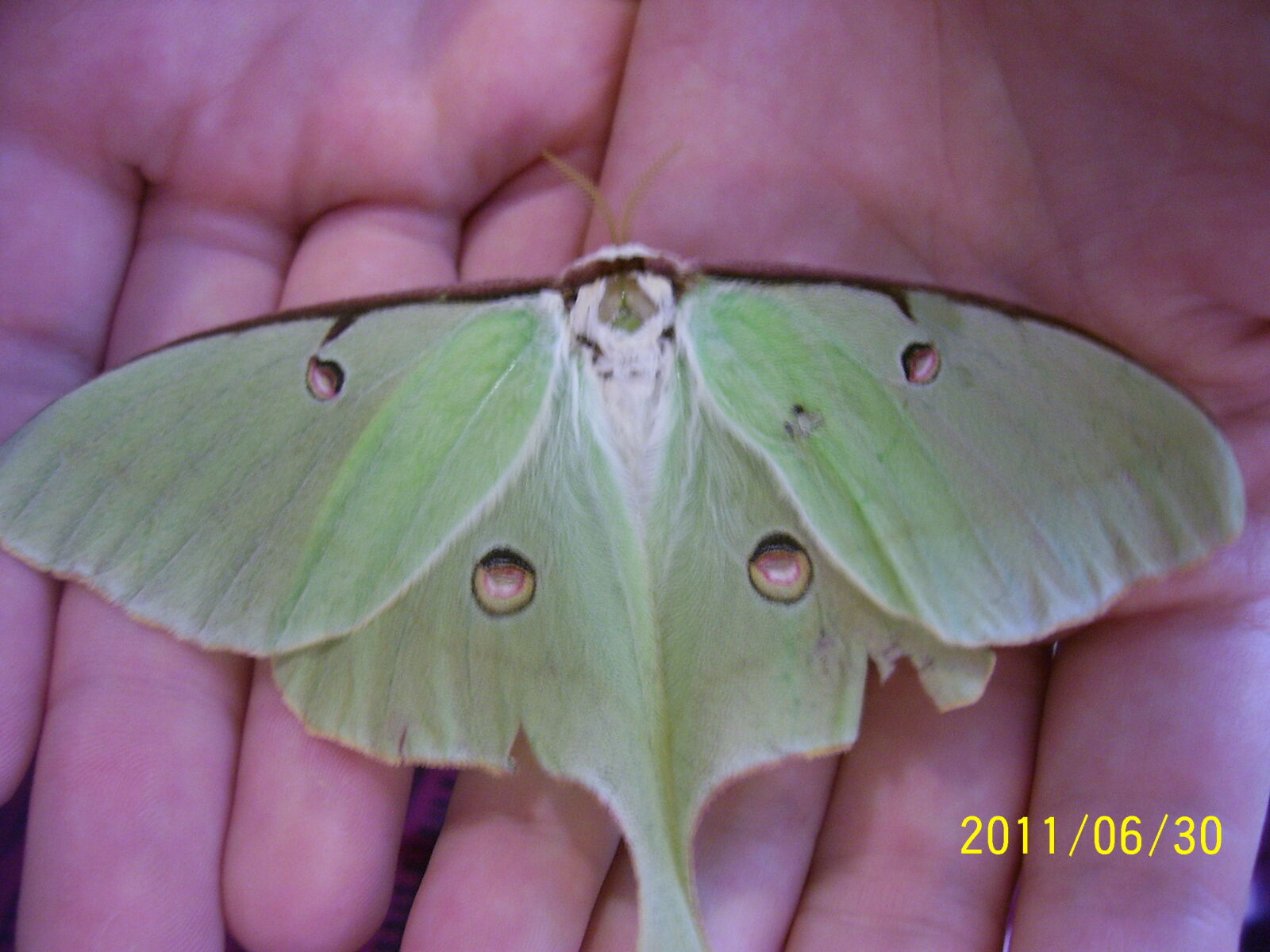 Kodak C340 ZOOM DIGITAL CAMERA sample photo. Animal, green, in, hands photography