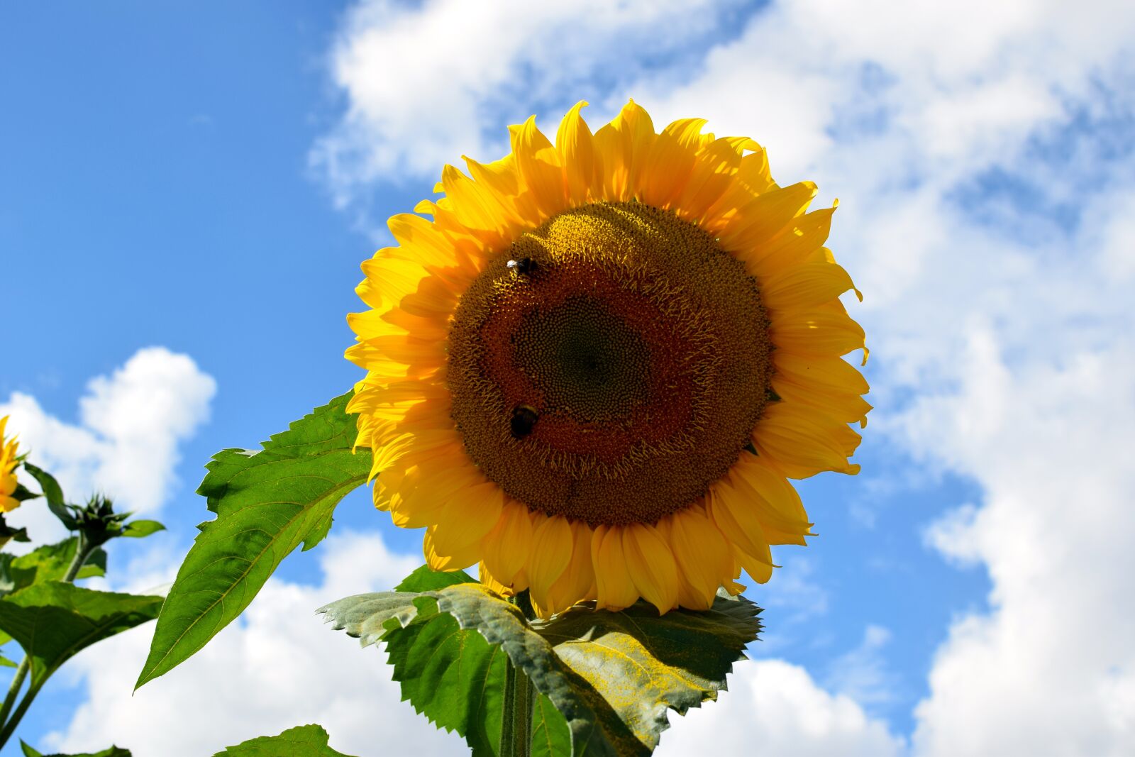 Nikon D5300 sample photo. Sunflower, bees, sky photography
