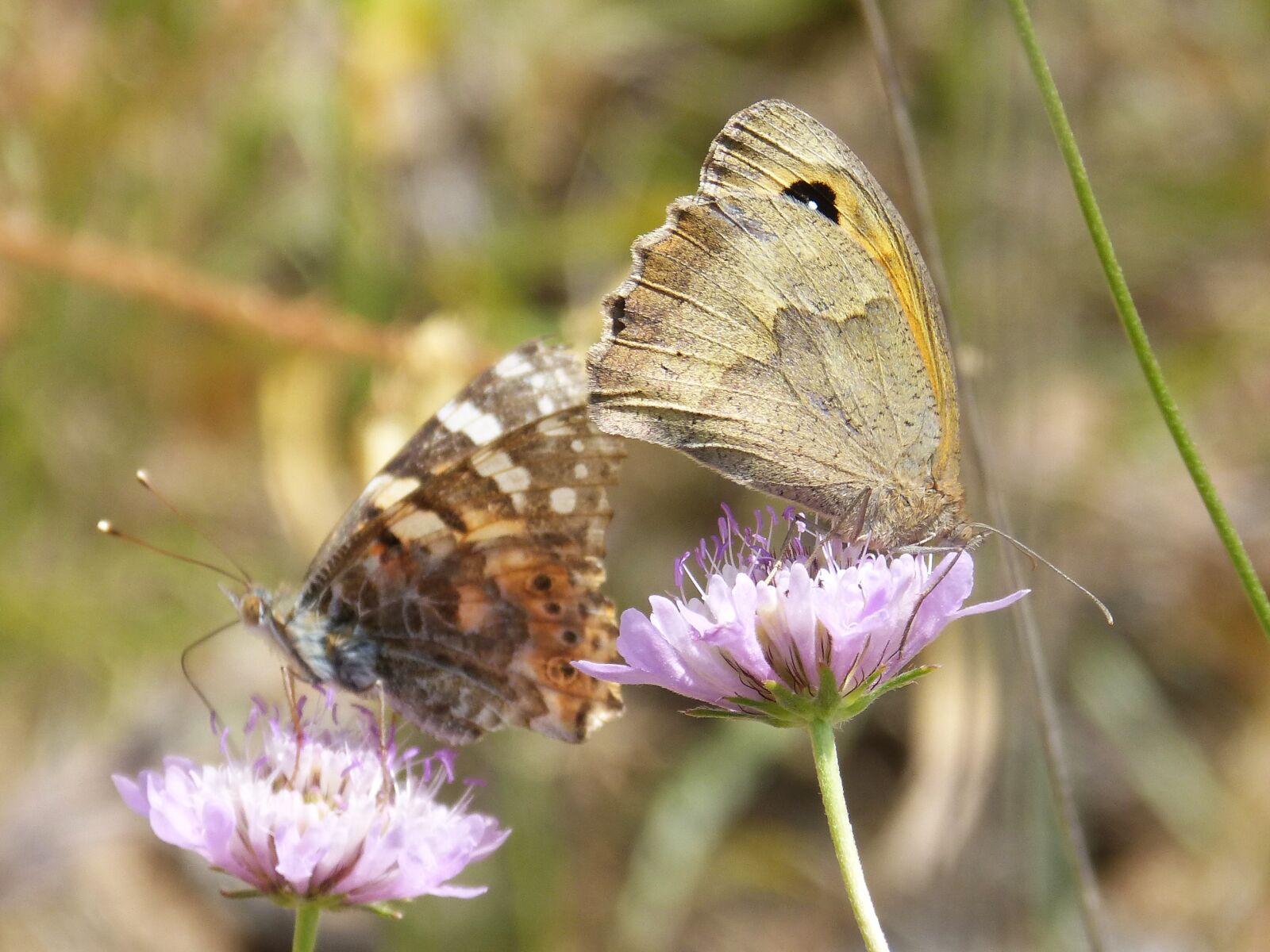 Panasonic DMC-FZ62 sample photo. Butterflies, libar, two butterflies photography