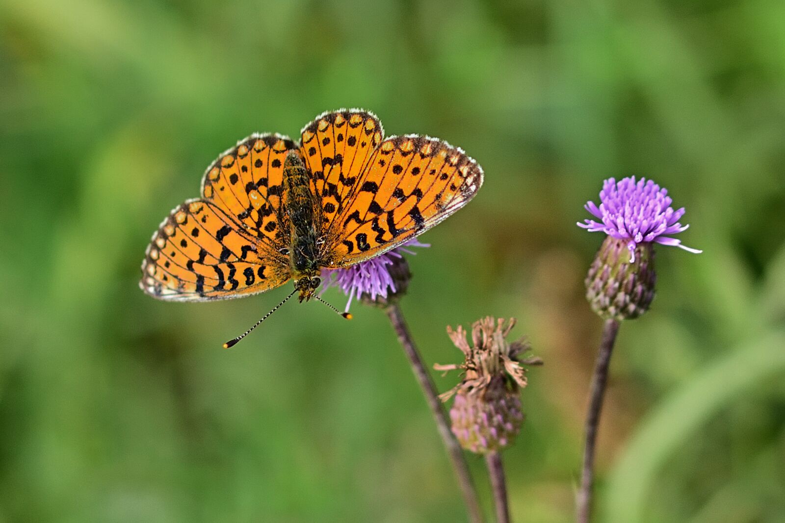 Nikon D5200 sample photo. Butterfly, fritillary, close up photography