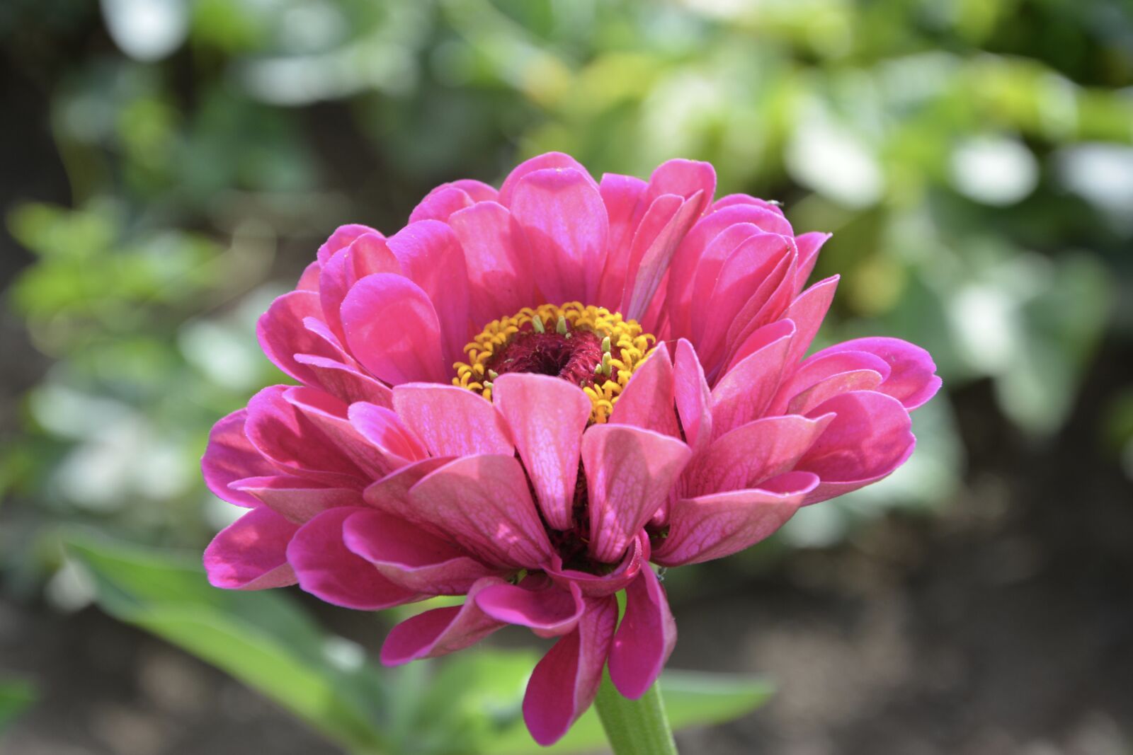 Nikon D5200 sample photo. Flower, flowers, petals photography
