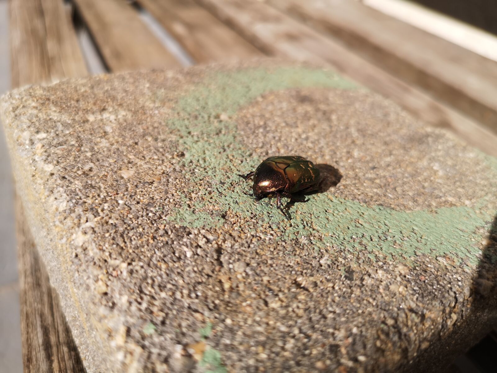 HUAWEI CLT-L29 sample photo. Cactus, grasshopper, c toine photography