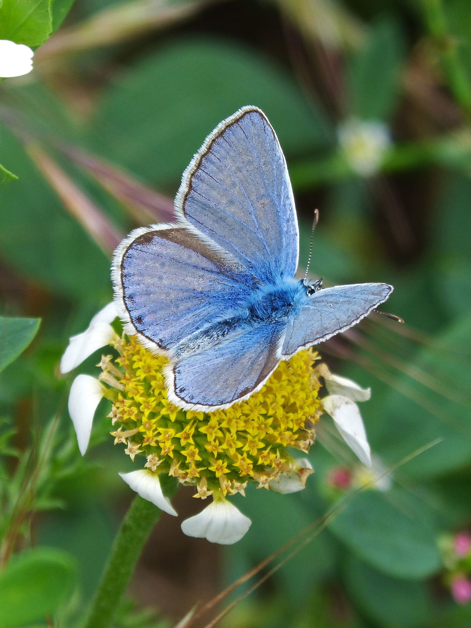 Panasonic DMC-FZ62 sample photo. Butterfly, flower, pollen photography