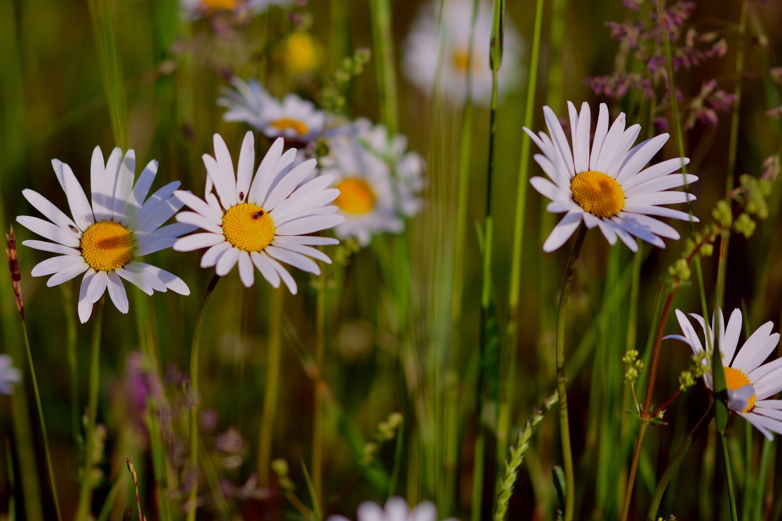 Nikon D5200 sample photo. Daisies, meadow, flowers photography