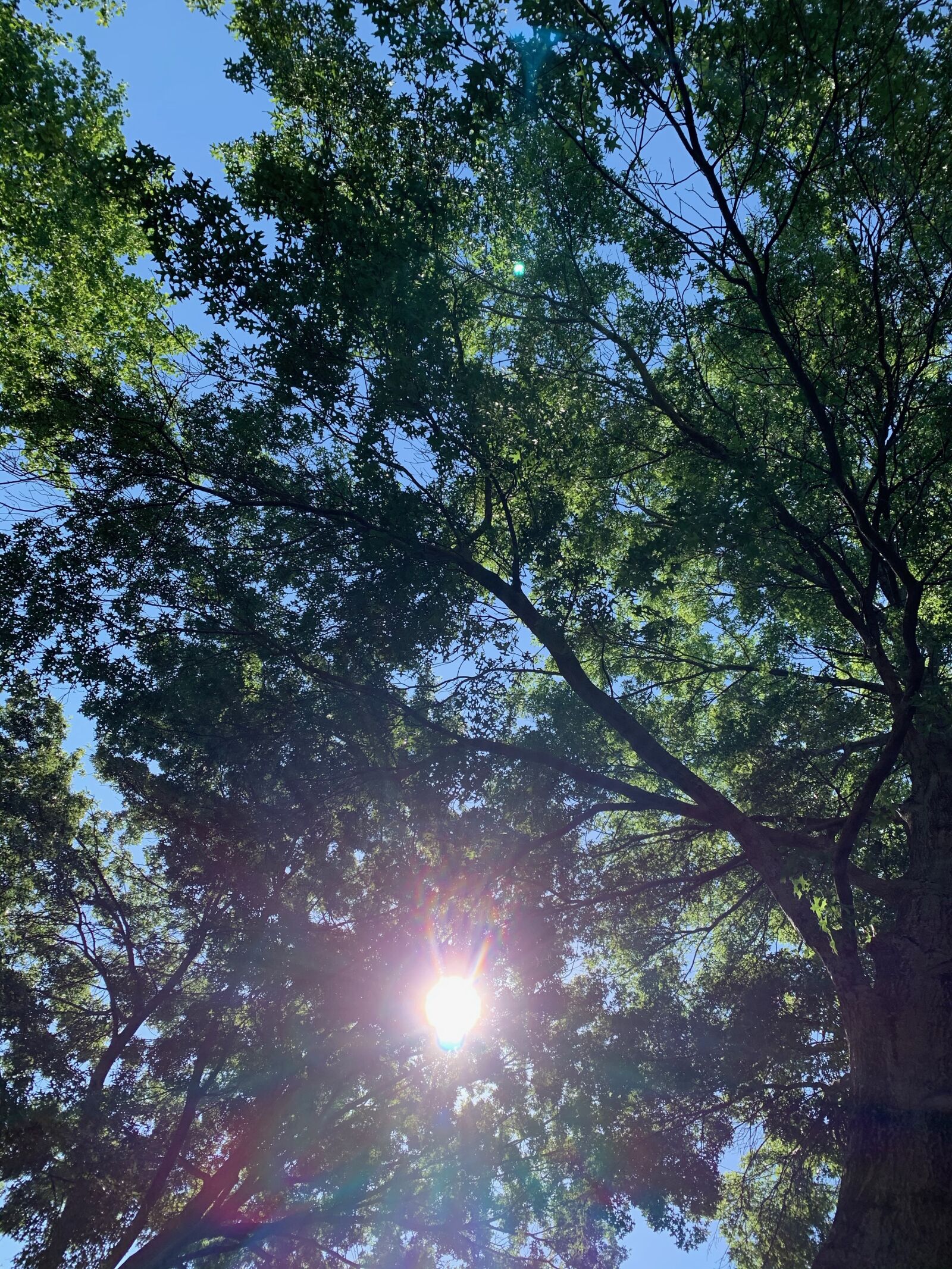 iPhone XS back dual camera 4.25mm f/1.8 sample photo. Sun, trees, nature photography