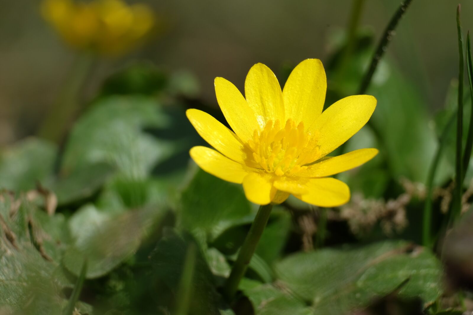 Fujifilm XF 55-200mm F3.5-4.8 R LM OIS sample photo. Flower, ziarnopłon, spring photography
