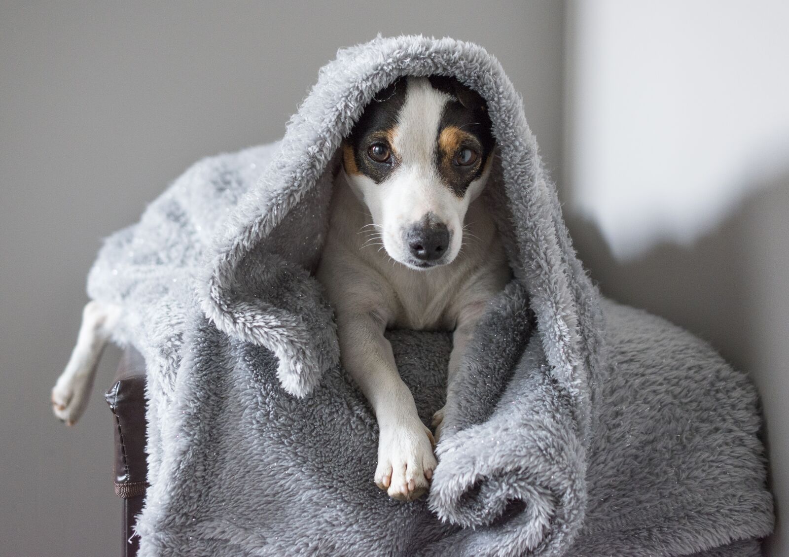 Nikon D5600 sample photo. Jack russel, dog, sleep photography