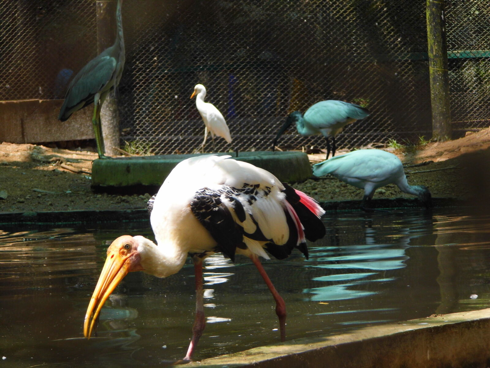 Benq GH600 sample photo. Crane, pelican, nature, water photography