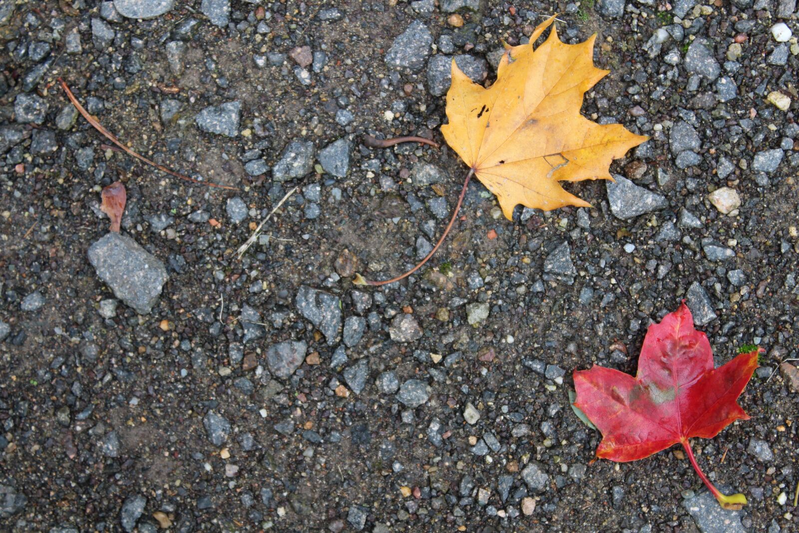Canon EOS 1300D (EOS Rebel T6 / EOS Kiss X80) sample photo. Autumn, leaf, leaves photography