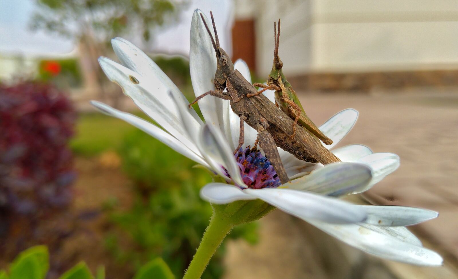 Lenovo K6 NOTE sample photo. Flowers, fly, humanity photography