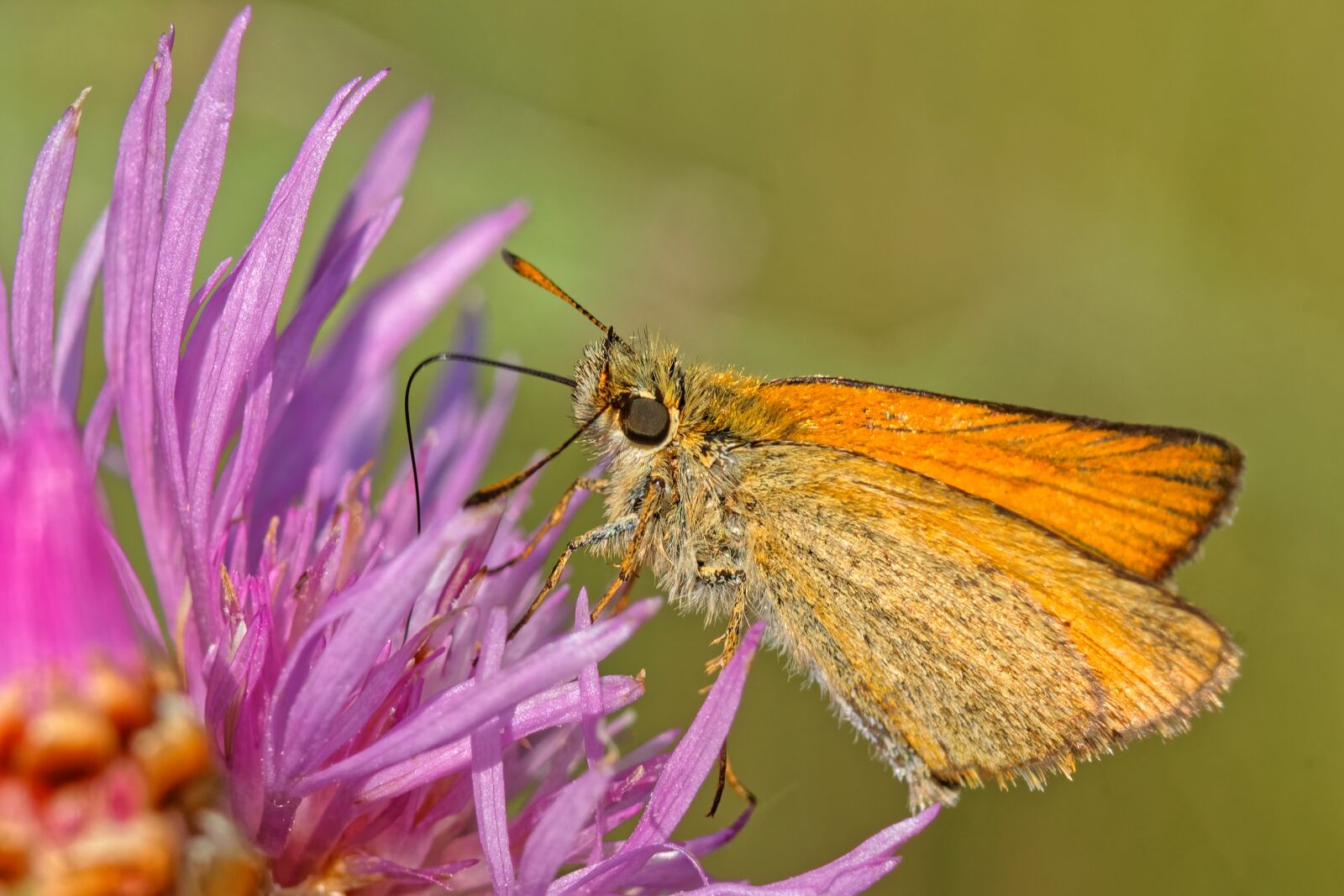 Canon EOS 500D (EOS Rebel T1i / EOS Kiss X3) sample photo. Butterfly, macro, nature photography