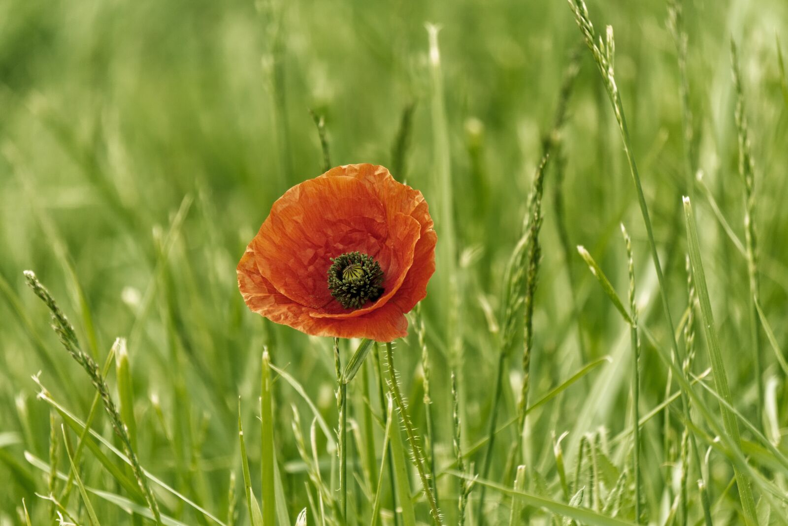 Sony a6000 sample photo. Klatschmohn, plant, flower photography