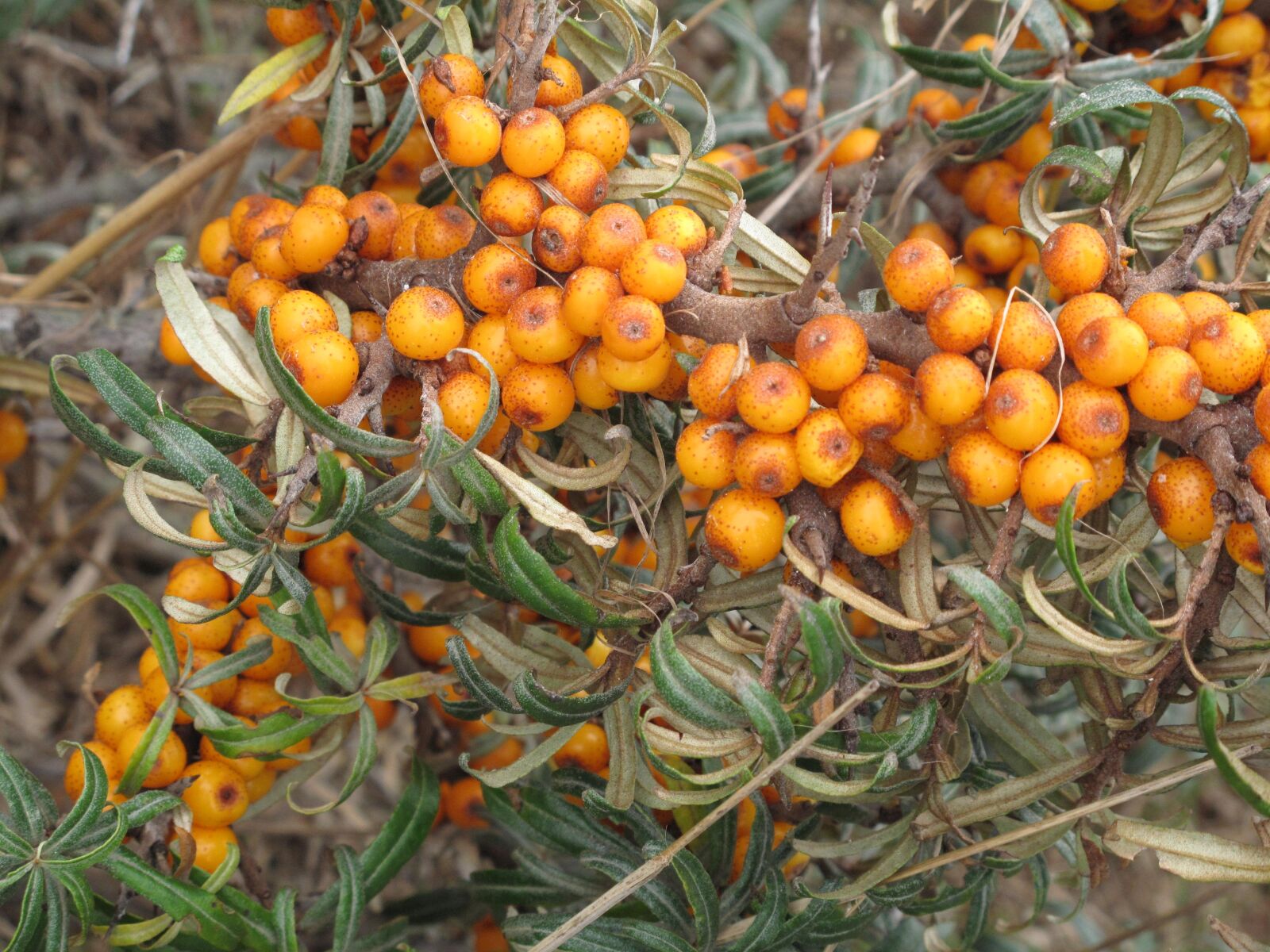 Canon PowerShot G10 sample photo. Sea buckthorn, yellow berries photography