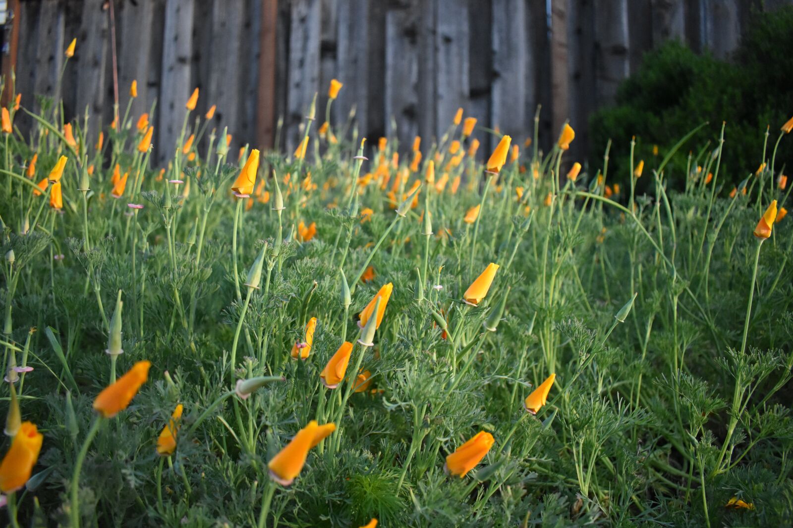 Nikon D3400 sample photo. California poppies, flowers, golden photography