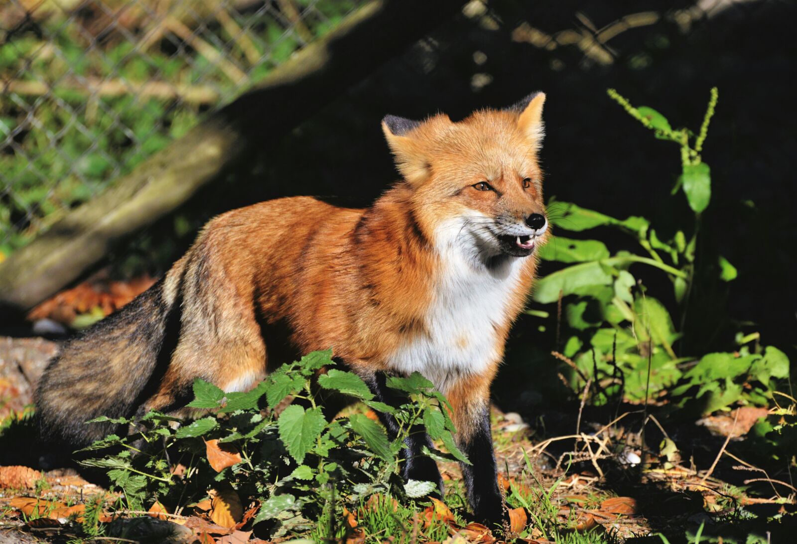 Nikon D3200 sample photo. Red fox, fuchs, wild photography