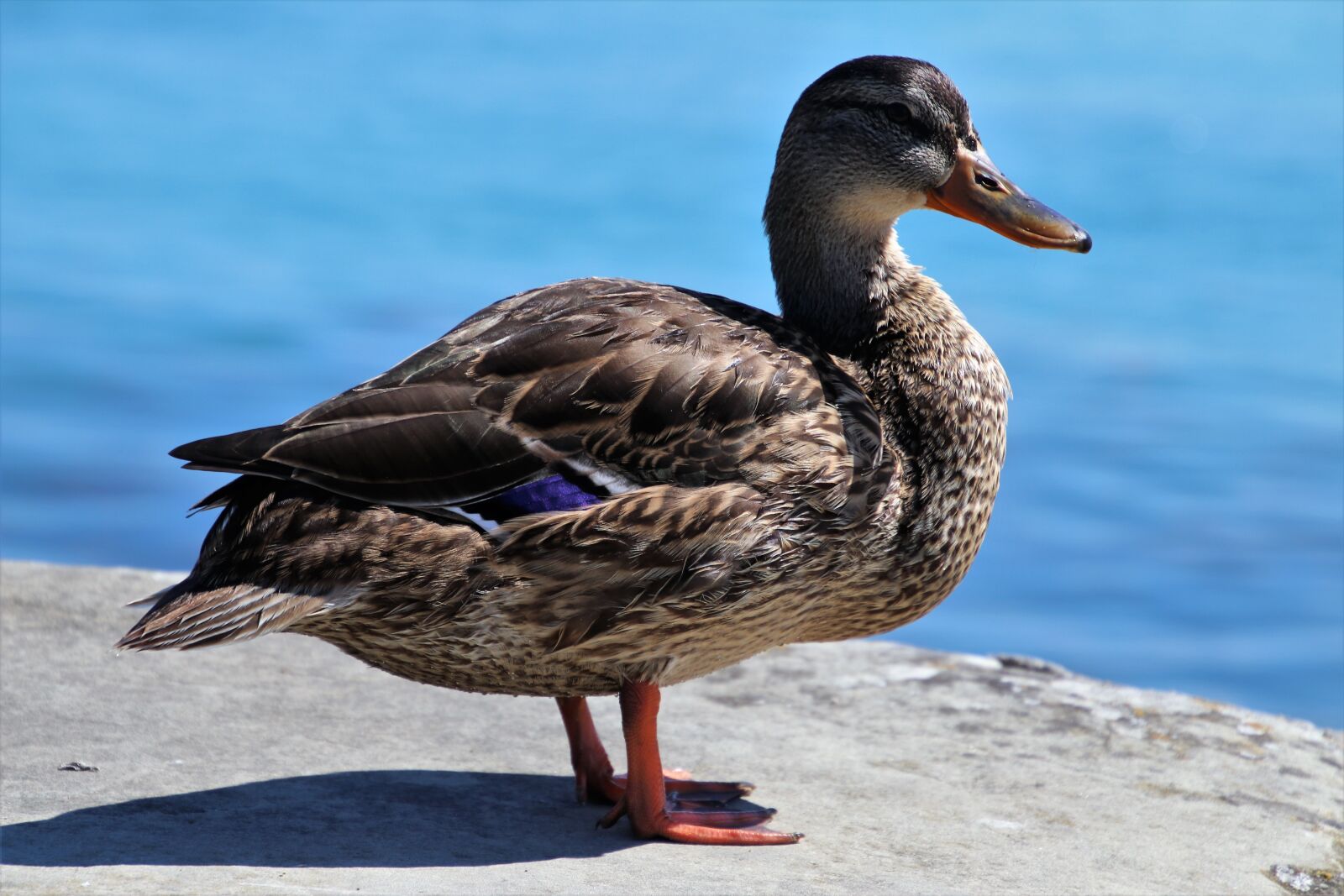Canon EOS 80D sample photo. Duck, beach, lake photography