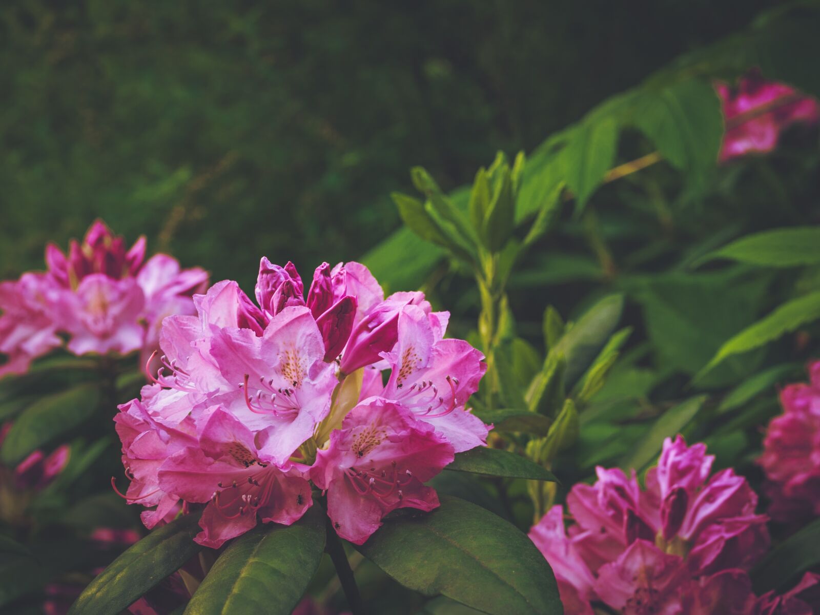 Olympus E-330 (EVOLT E-330) sample photo. Rhododendron, magenta, bush photography